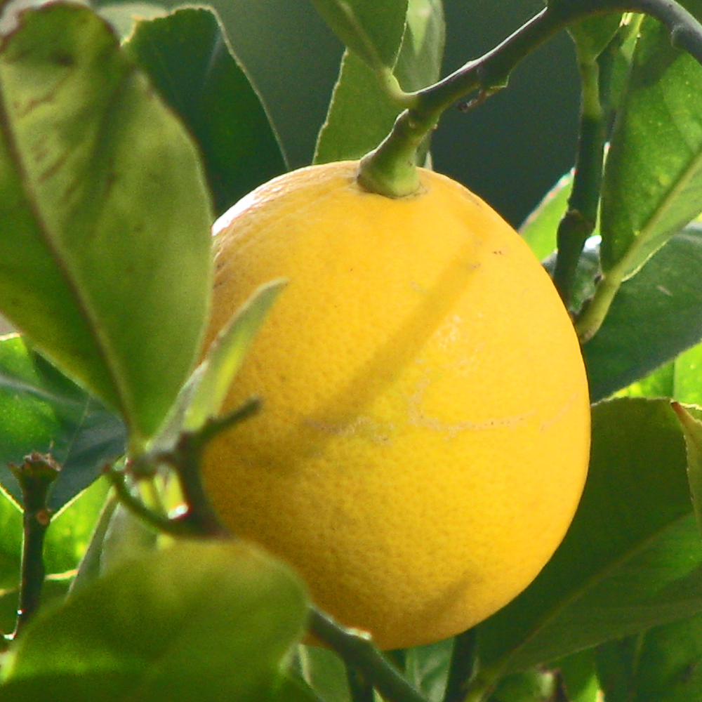 Meyer Lemon